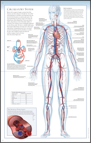 circulatory_spread 1